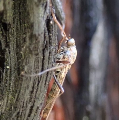 Boreoides subulatus (Wingless Soldier Fly) at Aranda Bushland - 3 May 2019 by CathB