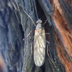 Boreoides subulatus at Dunlop, ACT - 3 May 2019 04:28 PM