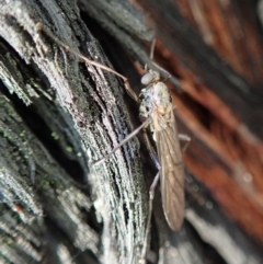 Boreoides subulatus at Dunlop, ACT - 3 May 2019 04:28 PM