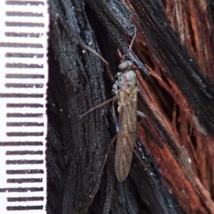 Boreoides subulatus at Dunlop, ACT - 3 May 2019 04:28 PM