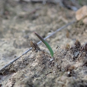 Thelymitra nuda at Dunlop, ACT - suppressed