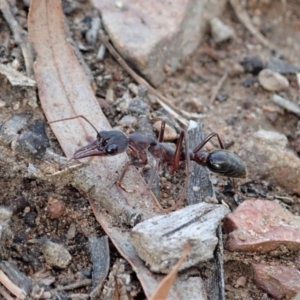 Myrmecia pyriformis at Cook, ACT - 23 Apr 2019 04:28 PM