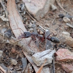 Myrmecia pyriformis (A Bull ant) at Cook, ACT - 23 Apr 2019 by CathB