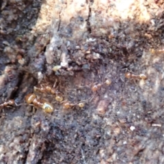 Pheidole sp. (genus) at Cook, ACT - 3 May 2019