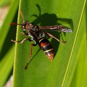 Polistes (Polistella) humilis at Tura Beach, NSW - 15 May 2019 11:49 AM