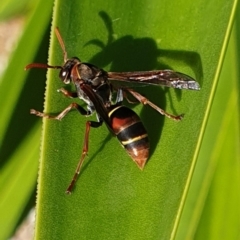 Polistes (Polistella) humilis (Common Paper Wasp) at Tura Beach, NSW - 15 May 2019 by Steff