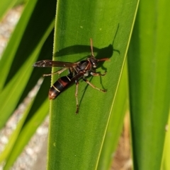 Polistes (Polistella) humilis at Tura Beach, NSW - 15 May 2019 11:49 AM