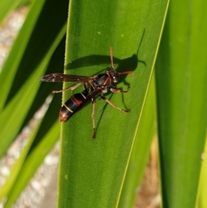 Polistes (Polistella) humilis at Tura Beach, NSW - 15 May 2019 11:49 AM