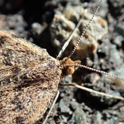 Scopula rubraria (Reddish Wave, Plantain Moth) at Dunlop, ACT - 7 May 2019 by CathB