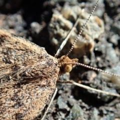 Scopula rubraria (Reddish Wave, Plantain Moth) at Mount Painter - 7 May 2019 by CathB