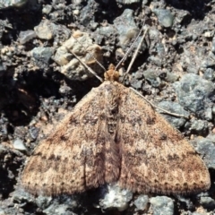 Scopula rubraria at Dunlop, ACT - 7 May 2019 01:43 PM