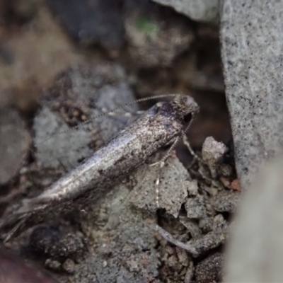 Tinea undescribed species (A fungus moth) at Mount Painter - 9 May 2019 by CathB