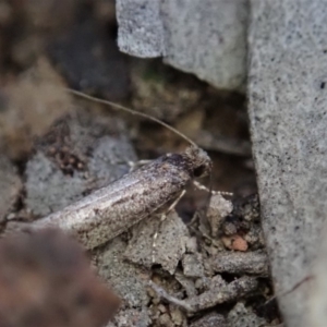 Tinea undescribed species at Cook, ACT - 9 May 2019 05:00 PM