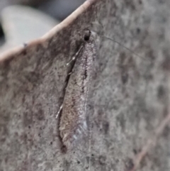 Tinea undescribed species at Cook, ACT - 9 May 2019 05:00 PM
