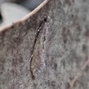 Tinea undescribed species at Cook, ACT - 9 May 2019