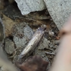 Tinea undescribed species at Cook, ACT - 9 May 2019 05:00 PM