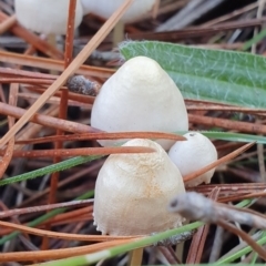 Mycena sp. (Mycena) at Molonglo Valley, ACT - 15 May 2019 by AaronClausen