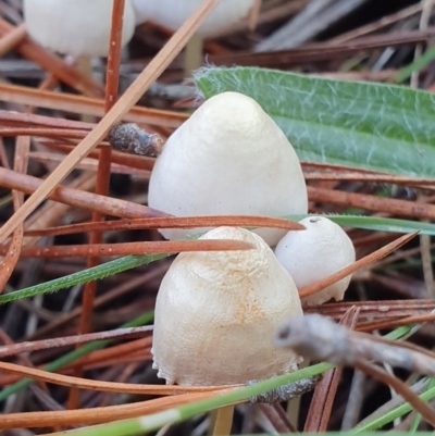 Mycena sp. (genus) (Mycena) at Molonglo Valley, ACT - 15 May 2019 by AaronClausen