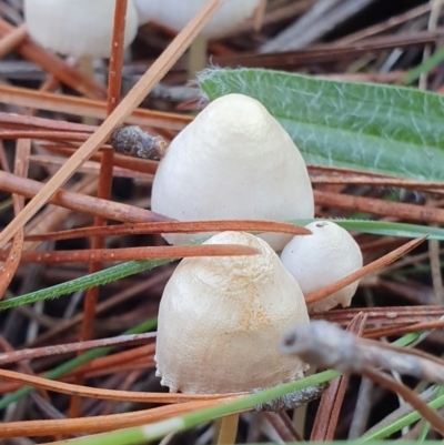 Mycena sp. (Mycena) at Molonglo Valley, ACT - 15 May 2019 by AaronClausen