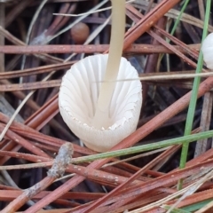 Mycena sp. (genus) at Molonglo Valley, ACT - 15 May 2019 01:30 PM