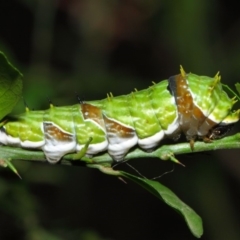 Papilio aegeus (Orchard Swallowtail, Large Citrus Butterfly) at Acton, ACT - 9 May 2019 by TimL