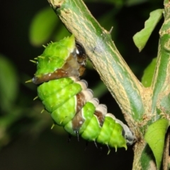 Papilio aegeus at Acton, ACT - 9 May 2019 11:54 AM