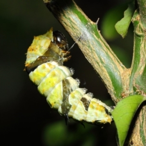 Papilio aegeus at Acton, ACT - 9 May 2019 11:54 AM