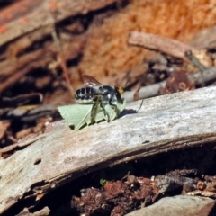 Megachile (Eutricharaea) maculariformis (Gold-tipped leafcutter bee) at ANBG - 14 May 2019 by RodDeb