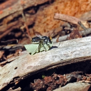 Megachile (Eutricharaea) maculariformis at Hackett, ACT - 14 May 2019