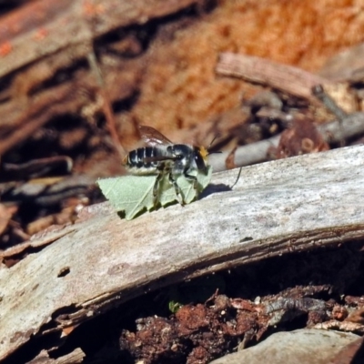 Megachile (Eutricharaea) maculariformis (Gold-tipped leafcutter bee) at Hackett, ACT - 14 May 2019 by RodDeb