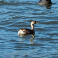 Poliocephalus poliocephalus (Hoary-headed Grebe) at Belconnen, ACT - 7 May 2019 by wombey