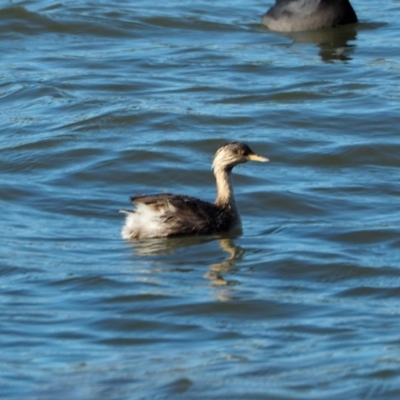 Poliocephalus poliocephalus (Hoary-headed Grebe) at Lake Ginninderra - 7 May 2019 by wombey