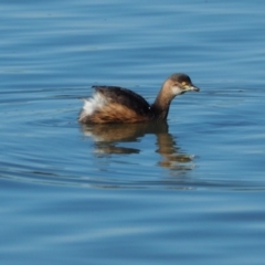 Tachybaptus novaehollandiae (Australasian Grebe) at Lake Ginninderra - 15 May 2019 by wombey