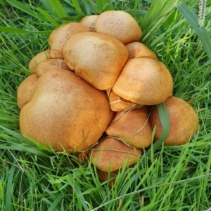 Gymnopilus junonius at Molonglo Valley, ACT - 15 May 2019