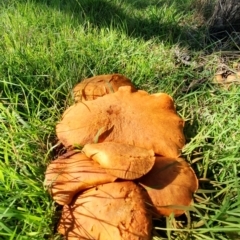 Gymnopilus junonius at Molonglo Valley, ACT - 15 May 2019 01:06 PM