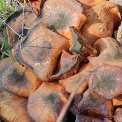 Gymnopilus junonius at Molonglo Valley, ACT - 15 May 2019