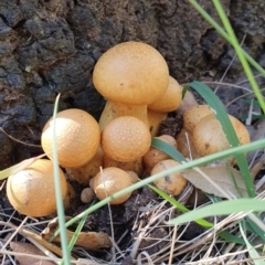 Gymnopilus junonius at Molonglo Valley, ACT - 15 May 2019