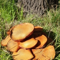 Gymnopilus junonius at Molonglo Valley, ACT - 15 May 2019