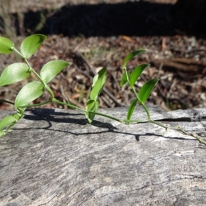 Asparagus asparagoides at Ainslie, ACT - 15 May 2019 12:29 PM