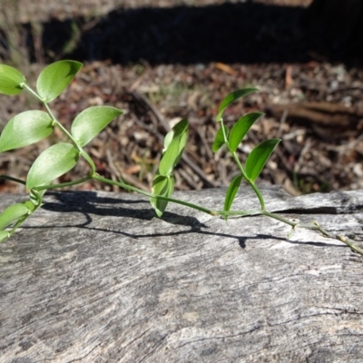 Asparagus asparagoides (Bridal Creeper, Florist's Smilax) at Mount Ainslie - 15 May 2019 by JanetRussell