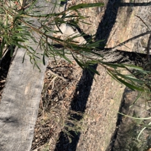 Asparagus asparagoides at Ainslie, ACT - 15 May 2019 12:29 PM