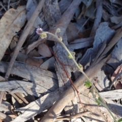 Cynoglossum australe (Australian Forget-me-not) at Majura, ACT - 15 May 2019 by JanetRussell