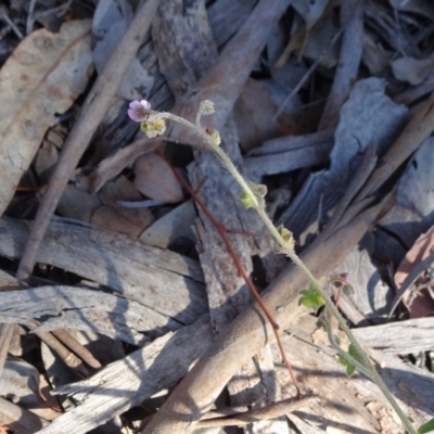 Cynoglossum australe (Australian Forget-me-not) at Mount Ainslie - 15 May 2019 by JanetRussell