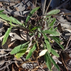 Cynoglossum australe at Majura, ACT - 15 May 2019