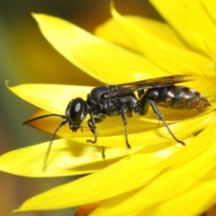 Crabroninae (subfamily) (Unidentified solitary wasp) at ANBG - 2 May 2019 by TimL