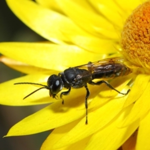 Crabroninae (subfamily) at Acton, ACT - 2 May 2019