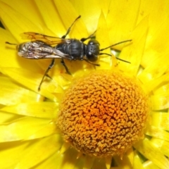 Crabroninae (subfamily) at Acton, ACT - 2 May 2019