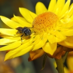 Crabroninae (subfamily) at Acton, ACT - 2 May 2019