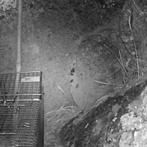 Antechinus agilis at Booth, ACT - 8 May 2019 12:00 AM