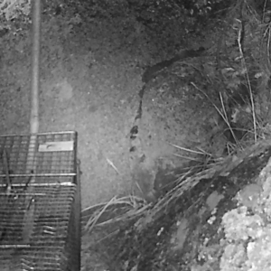 Antechinus agilis at Booth, ACT - 8 May 2019 12:00 AM